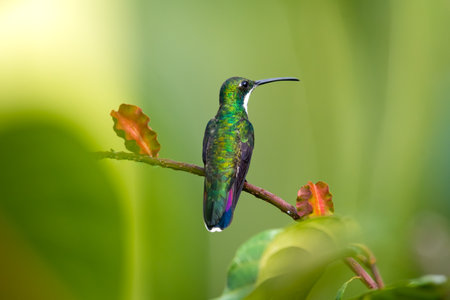 Black-throated Mango hummingbird, Anthracothorax nigricollis, perched with her back to the camera and green background.の写真素材