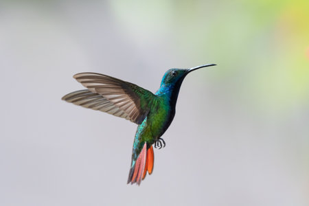 Colorful, Black-throated Mango hummingbird with orange tail hovering against a gray background.の写真素材