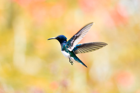 Colorful blue and white hummingbird in flight isolated against a pastel colored background.の写真素材