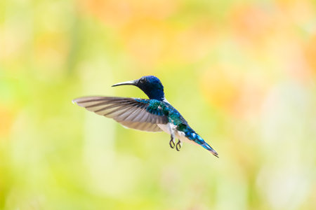 White-necked Jacobin hummingbird in flight glittering in the sunlight.の写真素材