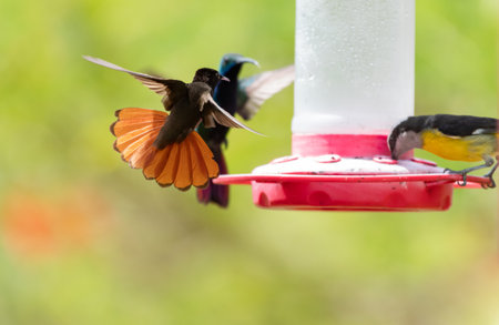 Hummingbirds fighting over nectar at a bird feeder in a garden.の写真素材