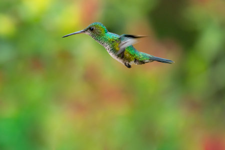 Small, Blue-chinned Sapphire hummingbird flying in the air on the island of Trinidad.の写真素材