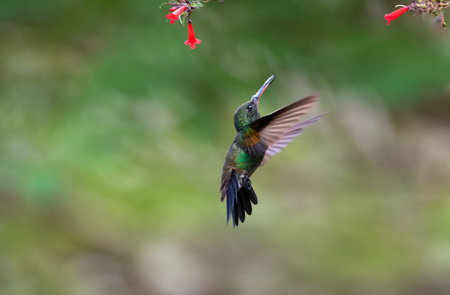 Minimalist scene of a Copper-rumped hummingbird in unique pose flying below flowersの写真素材