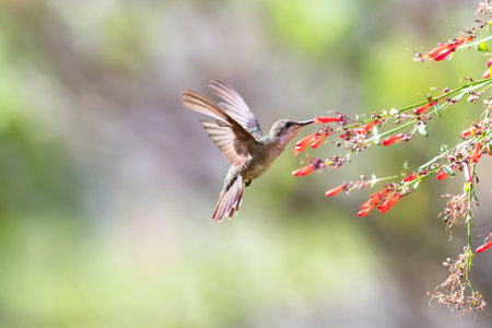 Ruby Topaz hummingbird feeding on red flowers with tail flared and pastel background.の写真素材