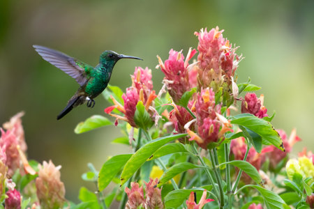 Copper-rumped hummingbird, Amazilia tobaci, flying next to a bouquet of Shrimp plant flowers.の写真素材