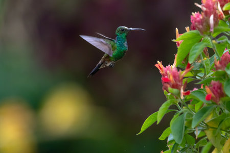 Copper-rumped hummingbird in flight next to pink Shrimp Plant flowers with dark background.の写真素材
