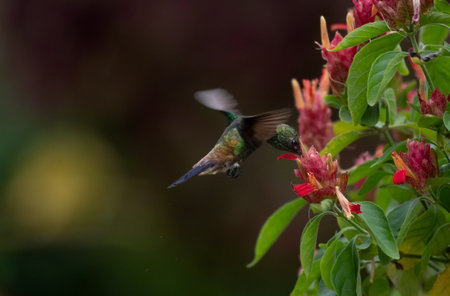 Copper-rumped hummingbird, Amazilia tobaci, pollinating tropical pink flowers isolated on a dark background.の写真素材