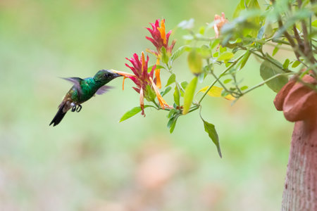Glittering green hummingbird feeding on a tropical flower in a flower pot in pastel colors.の写真素材