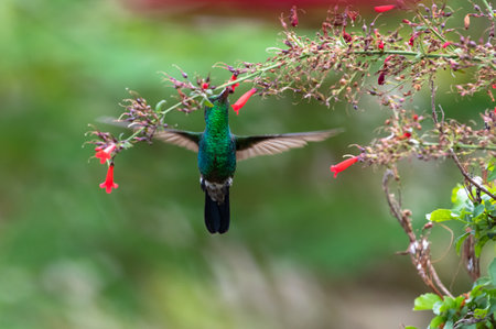 Glittering green hummingbird, Amazilia tobaci, feeding on red flowers in a garden.の写真素材