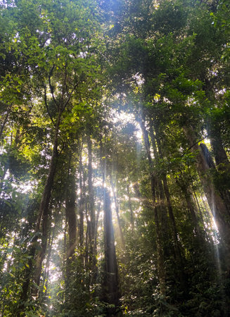Sunrays streaming through trees in the morning in the rainforest on the island of Trinidad.の写真素材