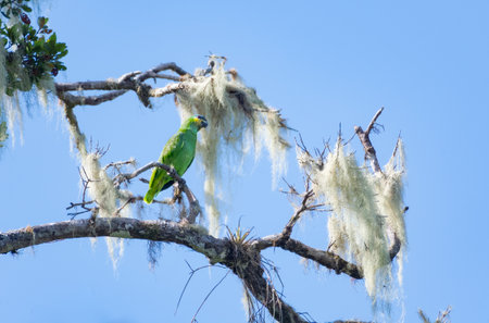 Orange-winged Amazon parrot perched in a mossy tree in the sunlight.の写真素材