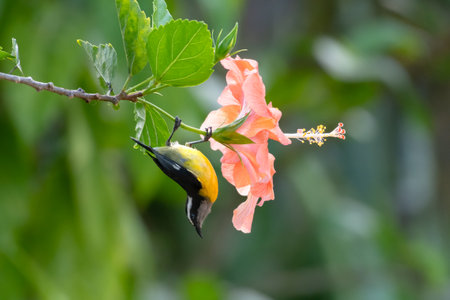 Bananaquit bird hanging upside down on a tropical pink hibisicus bloom.の写真素材