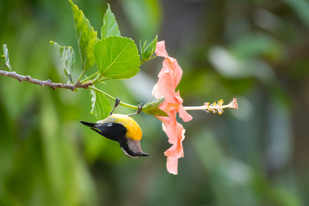 Small tropical bird feeding on a beautiful pink hibiscus flower.の写真素材