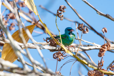 Tropical Blue Dacnis, a bird chirping in some dry branches in the forest.の写真素材