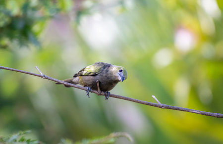 A curious Palm Tanager, thraupis palmarum, perched on a branch in soft morning light.の写真素材