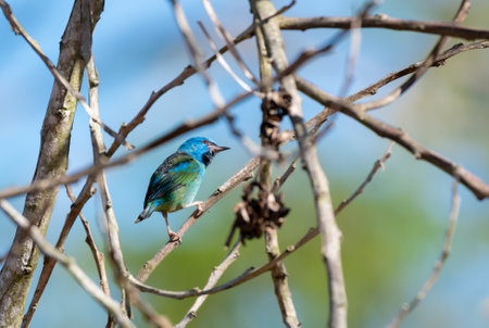 Colorful bird hopping in dry branches in a tropical Caribbean rainforestの写真素材