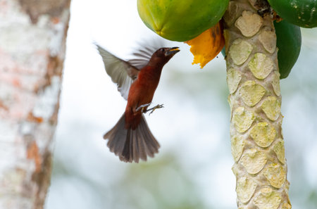 A red, Silver-beaked Tanager bird in flight eating papaya from a papaya tree.の写真素材