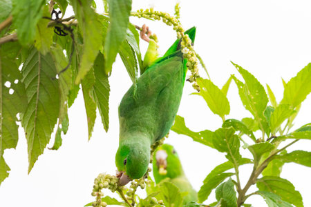 A wild Green-rumped Parrotlet, stretches to reach seeds while holding onto a branchの写真素材