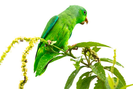 Green-rumped Parrotlet, Forpus passerinus, perched in a plant chirping with white background.