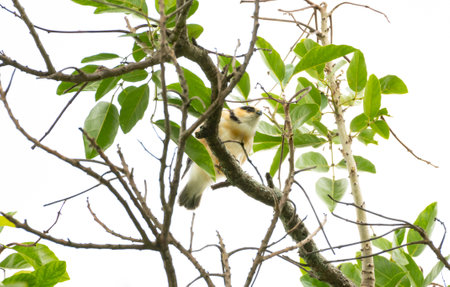 Young Pearl Kite waiting for its parent to return with food.の写真素材