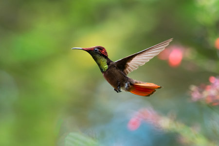 Beautiful hummingbird with gold feathers flying in the airの写真素材