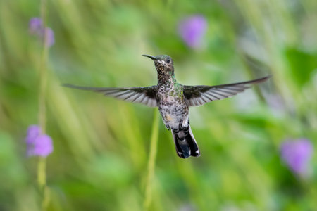 White-necked Jacobin hummingbird hovering in the air with wings spreadの写真素材