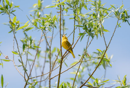 A small Yellow Warbler chirping a song in the bright sunlight.の写真素材