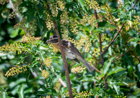 Black-headed Grosbeak, Pheucticus melanocephalus, foraging for berries in a lush treeの写真素材