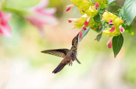 Young Ruby Topaz hummingbird, Chrysolampis mosquitus, in flight feeding on exotic shrimp plant flowers in a pollinator garden.の写真素材