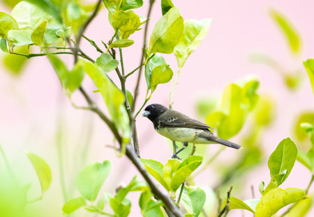 Yellow Seedeater perching in a lemon tree looking for bugs.の写真素材