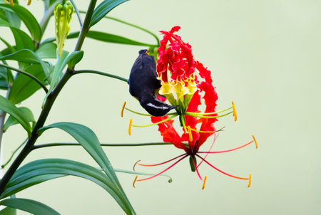 Bananaquit, Coereba flaveola, feeding on the nectar of a Gloriosa flower.の写真素材
