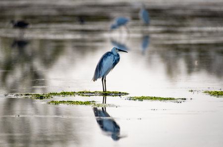 Heron standing in a wetland with its reflection in the solitude of the morningの素材 [FY310209080239]