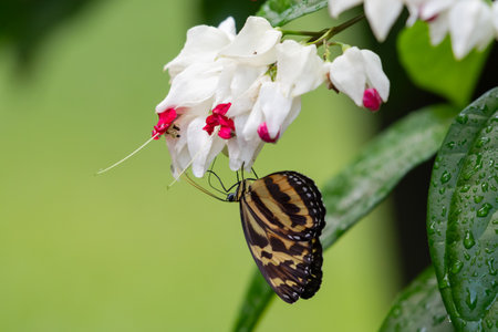 Pretty Orange and black butterfly on exotic bleeding heart flowers after the rain.の写真素材