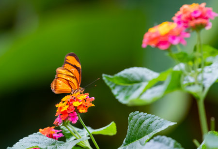 Pretty orange butterfly in morning sunlight on colorful Lantana flower.の写真素材