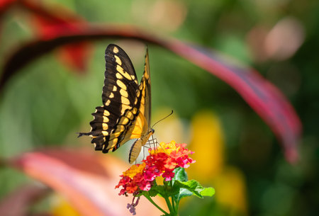 Yellow Swallowtail on lantana flowers in a colorful pollinator garden.