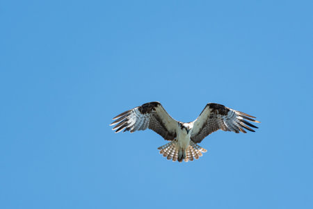 Osprey with wings spread and tail feathers flared flapping and hovering hunting for food below.