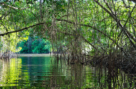 Small river cutting through an archway formed by vines in the mangrove forest of Trinidadの写真素材