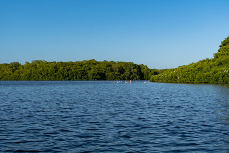 Looking out at a group of flamingos in the wetlands of Caroni on the island of Trinidadの写真素材