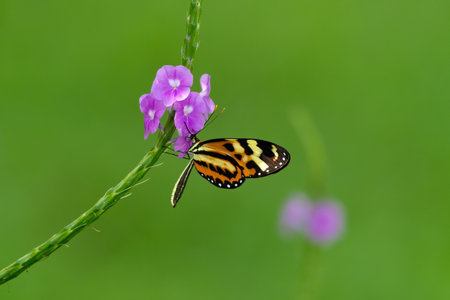 Tropical orange butterfly feeding on nectar from a flower in a gardenの写真素材