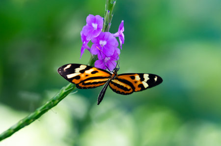 Closeup of a Sweet Oil Butterfly with wings spread on a purple Vervain flowerの写真素材