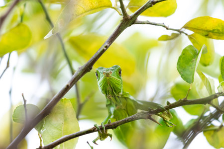 Profile of a baby Green Iguana looking down at the camera in a treeの写真素材
