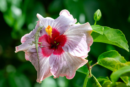 A small lizard crawling on the petals of a hibiscus flowerの写真素材