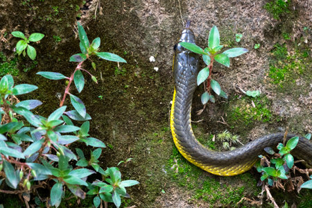 Portrait of a Brown Vine Snake slithering up a rock wall with plantsの写真素材