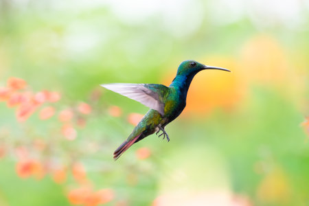 Beautiful male Black throated Mango hummingbird flying with a blurred pastel colors in backgroundの写真素材