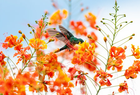 Blue-chinned Sapphire hummingbird in flight surrounded by vibrant orange flowersの写真素材