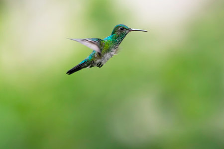 Beautiful Blue-chinned Sapphire hummingbird, Chlorestes notata, flying in the air with green backgroundの写真素材