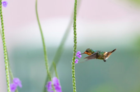 Tufted Coquette hummingbird,  Lophornis ornatus, sipping nectar from a single purple flowers with soft pastel colored backgroundの写真素材