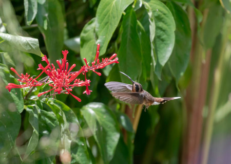 Little Hermit hummingbird, Phaethornis longuemareus, flying with wings spread to feed on nectar from a red flowerの写真素材