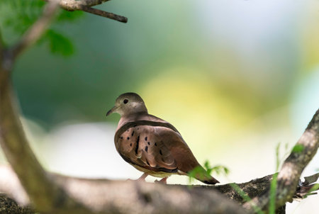 Picturesque photo of a Ground Dove perched in the shade of a tree with pastel colors in backgroundの写真素材