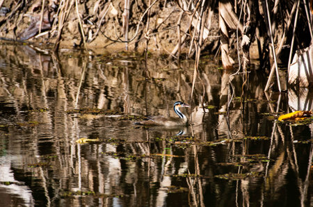 Rare Sungrebe swimming in a pond camouflaged with its surroundings in Trinidad and Tobago